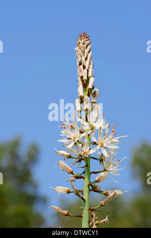 White Asphodel Stock Photo