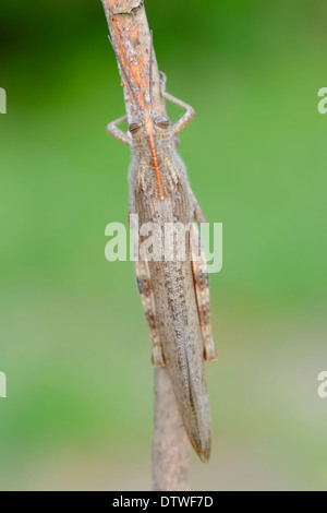 Egyptian Grasshopper Stock Photo