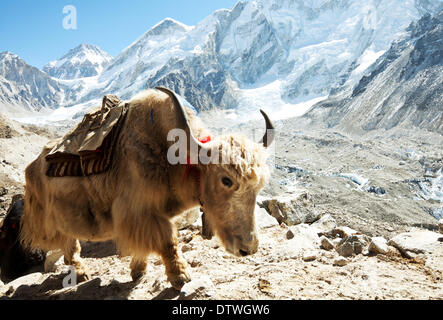 Yak in mountains Stock Photo