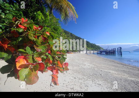 Beach and jetty at Fitzroy Island, Great Barrier Reef Marine Park, near Cairns, Queensland, Australia Stock Photo