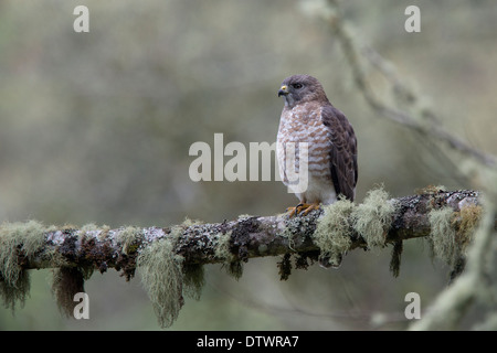 Roadside Hawk (Buteo magnirostris) perched on lichen-covered branch. Stock Photo