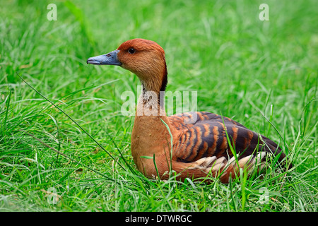 Fulvous Whistling Duck Stock Photo