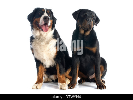 portrait of a purebred bernese mountain dog and rottweiler in front of white background Stock Photo