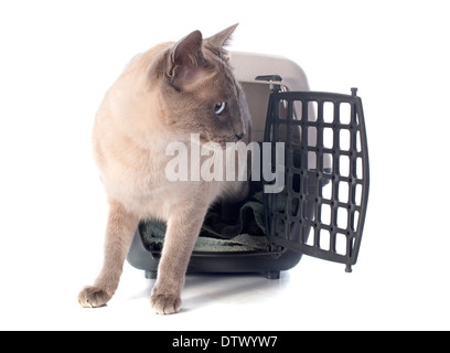 beautiful purebred siamese cat in a kennel Stock Photo