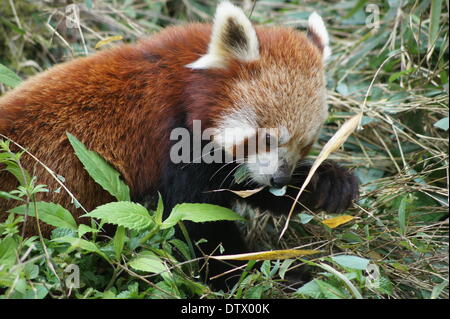 red panda,ailurus fulgens Stock Photo