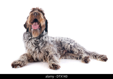 Wire haired Pointing Griffon in front of white background Stock Photo