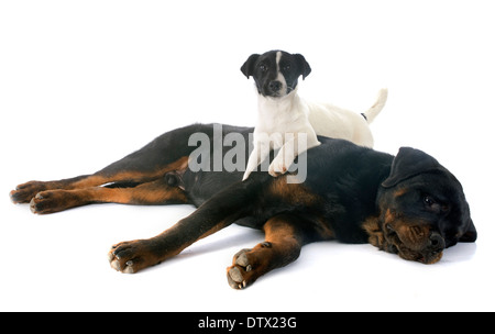 portrait of a purebred rottweiler and puppy jack russel terrier, in front of white background Stock Photo