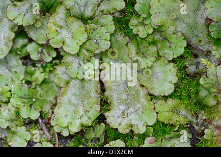 Common Liverwort Stock Photo