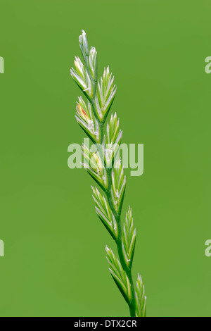 Perennial Ryegrass Stock Photo