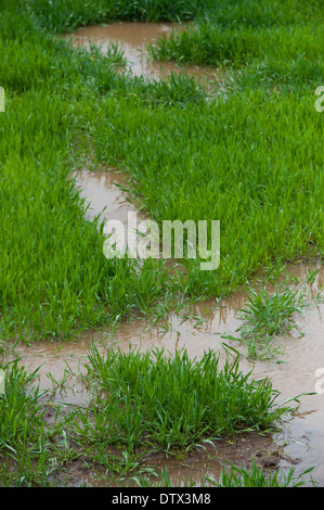 Waterlogged grassland after spring flooding. Cumbria. Stock Photo