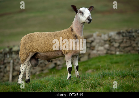 Blue Faced Leicester ram lamb in pasture, Lanarkshire Stock Photo