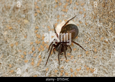 Black Lace Weaver Spider Stock Photo