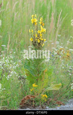 Denseflower Mullein Stock Photo