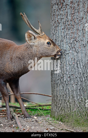 Hog Deer Stock Photo