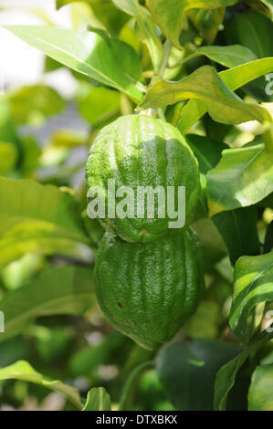 Lemon Stock Photo