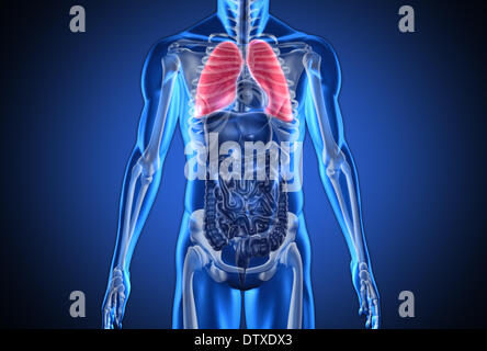 Digital blue human with highlighted lungs Stock Photo
