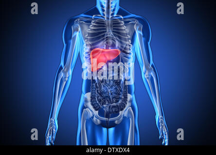 Digital blue human with highlighted liver Stock Photo