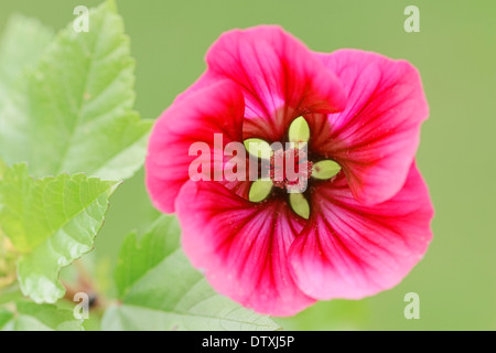 Annual Mallow Stock Photo