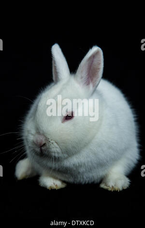 Pet vienna white rabbit with albinism Stock Photo