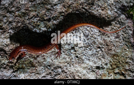 blue ridged two lined Salamander Smokey Mountains Tennessee Stock Photo