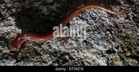 blue ridged two lined Salamander Smokey Mountains Tennessee Stock Photo