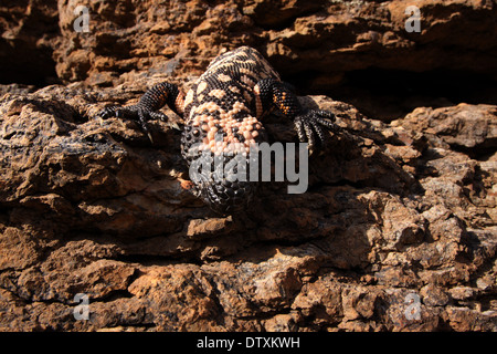 Gila monster in sonoran desert Arizona Stock Photo