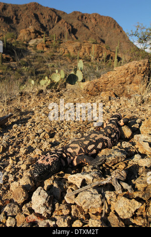 camouflaged Gila monster in sonoran desert Arizona Stock Photo