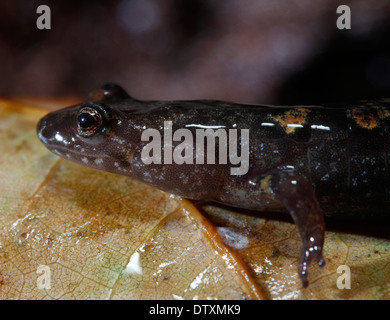 Imitator Salamander Smokey Mountains Tennessee Stock Photo