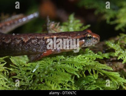 Pigmy Salamander Smokey Mountains Tennessee Stock Photo