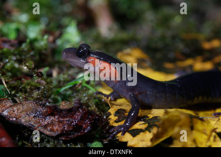 red cheaked or Jordan’s Salamander Smoky Mountains Tennessee Stock Photo