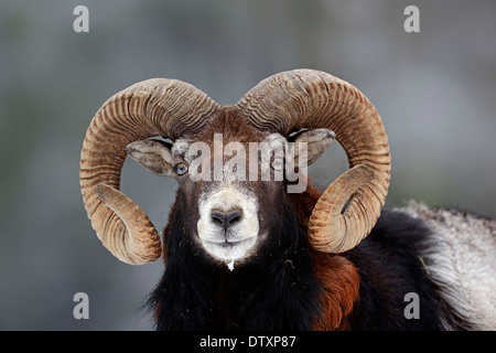 European Mouflon Stock Photo