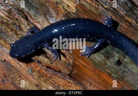 Southern Appalachian Salamander Smokey Mountains Tennessee Stock Photo