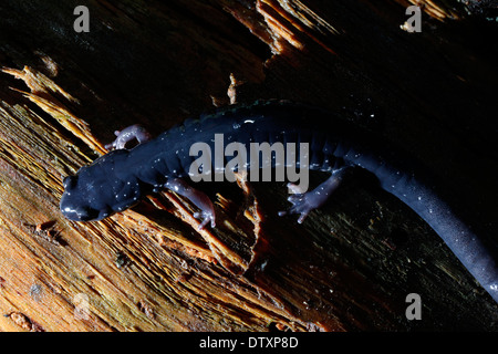 Southern Appalachian Salamander Smokey Mountains Tennessee Stock Photo