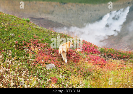 Hokkaido fox Stock Photo