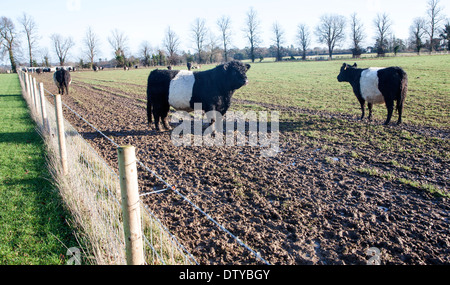 Rare breed Belted Galloway beef cattle herd at Lux farm, Kesgrave, Suffolk, England Stock Photo