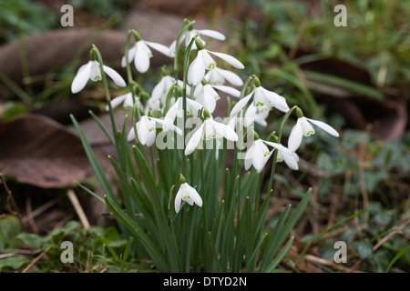 Galanthus nivalis. Snowdrops growing on the edge of a woodland garden. Stock Photo