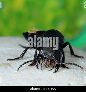 Close up of a Devil's coach horse beetle,Staphylinus olens. Stock Photo