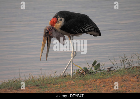 Marabou stork with inflated pouch in Uganda Stock Photo