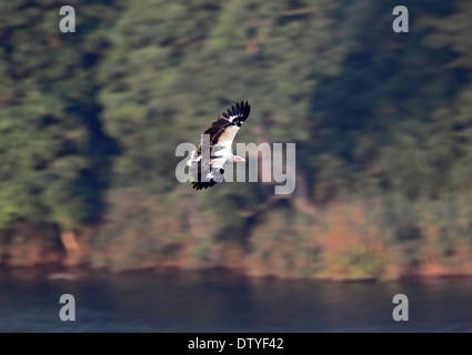 Palm nut vulture flying over lake in Uganda Stock Photo