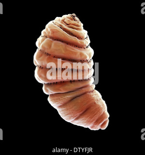 Bot Fly Larva Stock Photo