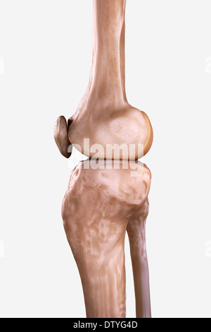 Right Knee Bones Stock Photo