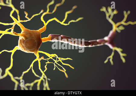 Anatomy of a multipolar neuron. Nerve cells, also known as a neurons ...