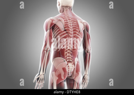 Muscles: Human body muscles Stock Photo - Alamy