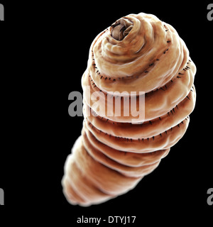 Bot Fly Larva Stock Photo