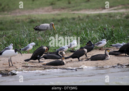 White breasted cormorants in mixed flock on sandy shore of lake in Uganda Stock Photo