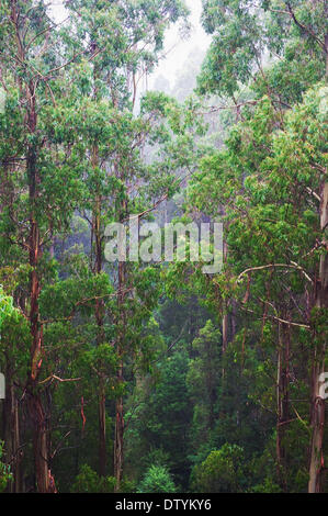 famous australian Rainforest Stock Photo