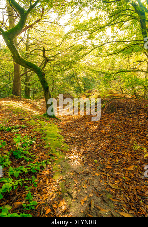 Autumn scene in Hesworth Common near Filttewoth, West Sussex, UK Stock Photo