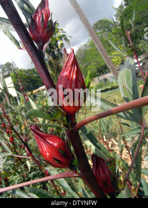 Ripening red calyces of roselle (or rosella fruit) on plant (Hibiscus sabdariffa) Stock Photo