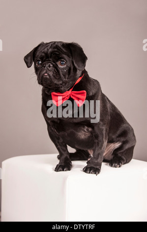 Black Pug wearing a red bow tie Stock Photo