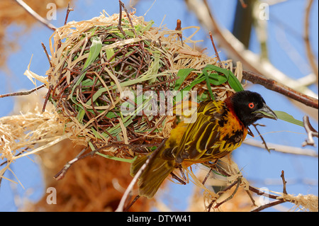 Village Weaver (Ploceus cucullatus, Textor cucullatus), male, building a nest, native to Africa, captive, Germany Stock Photo